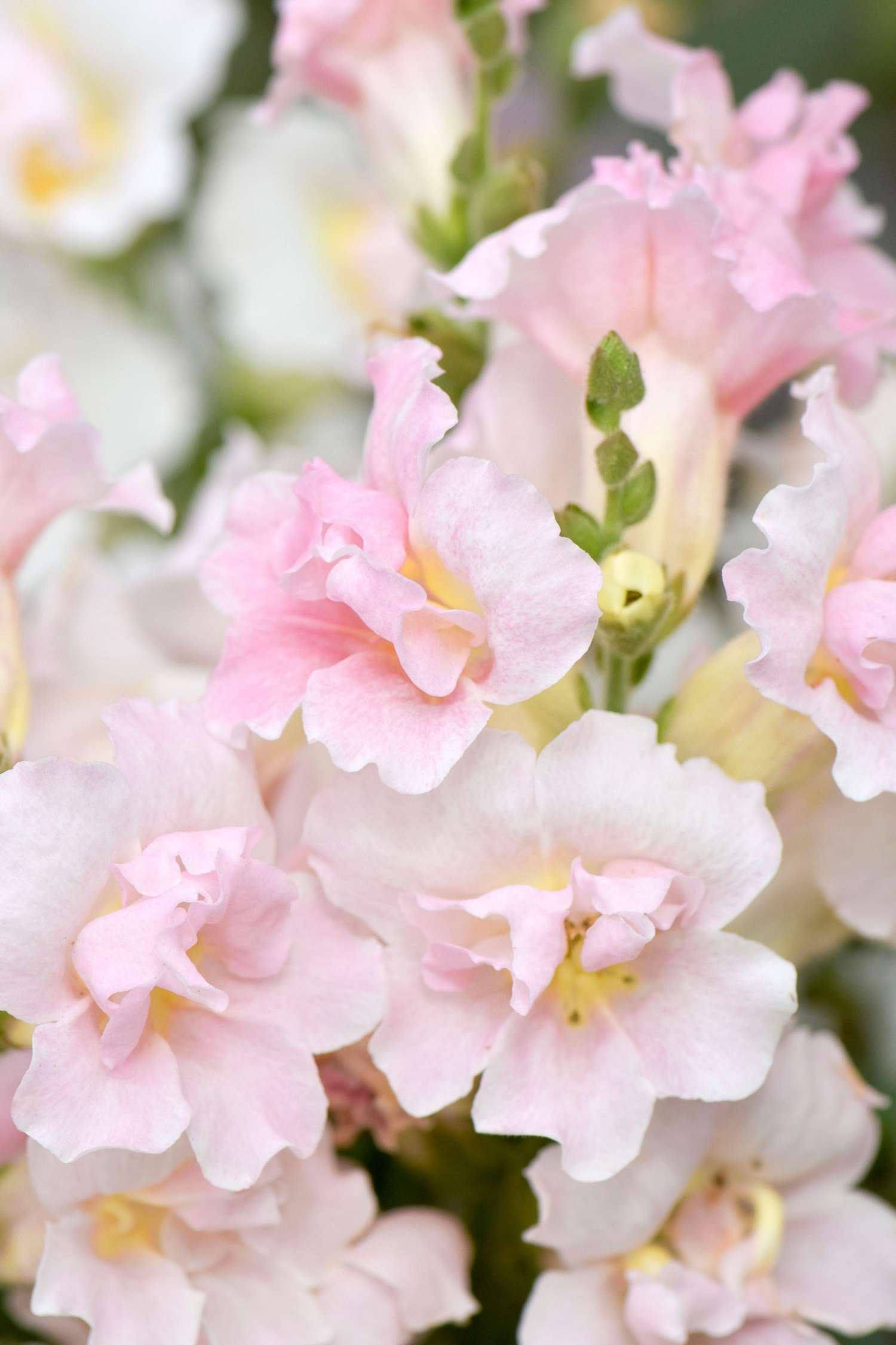 Muflier 'F1 Twinny Appleblossom' (graines)